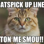 Cats Pick Up Lines